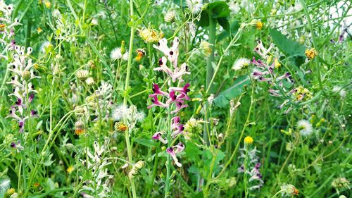 Flowers growing in field