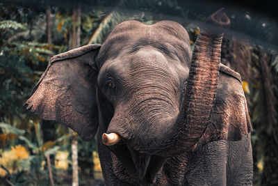 Close-up of elephant in forest