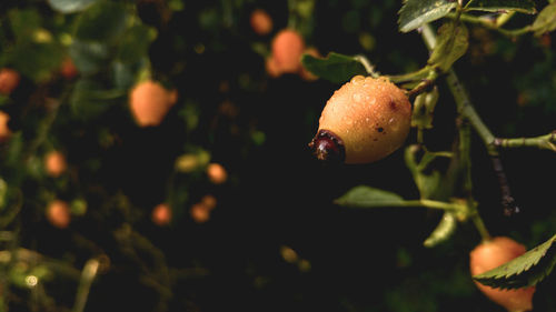 Close-up of fruits on tree