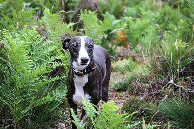 Portrait of a dog