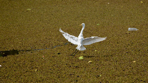 High angle view of white swan flying