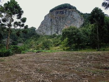 Scenic view of forest against sky