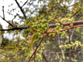 Close-up of plant growing on tree