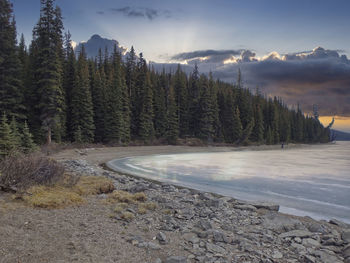 Scenic view of forest against sky during winter