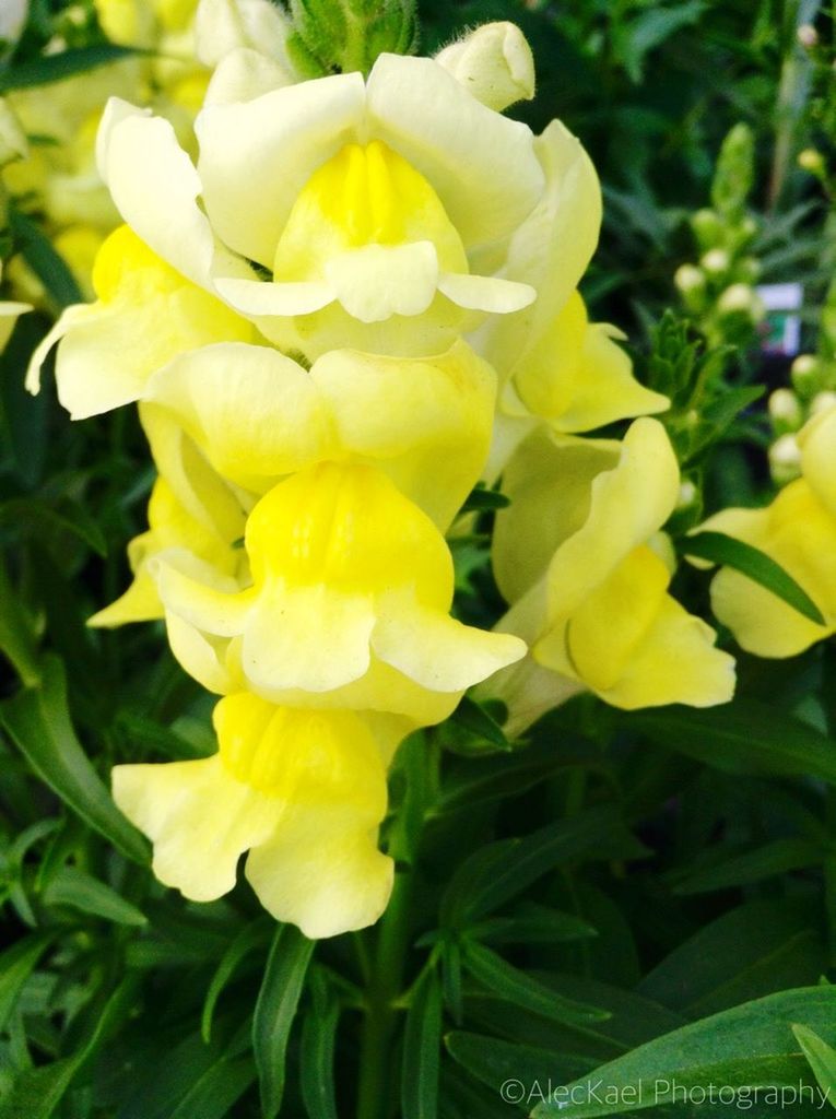 flower, petal, freshness, flower head, fragility, yellow, growth, beauty in nature, blooming, close-up, nature, focus on foreground, plant, park - man made space, in bloom, outdoors, day, green color, no people, blossom