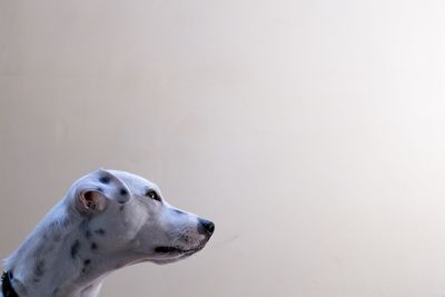 Close-up of a dog looking away