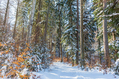 Trees in forest during winter