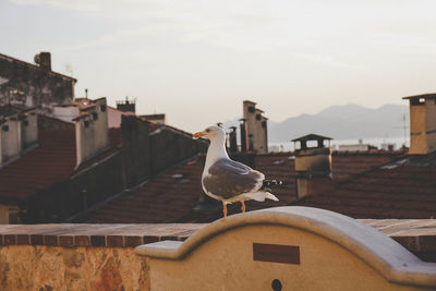 Seagull perching on a building