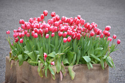 Close-up of red tulip flowers