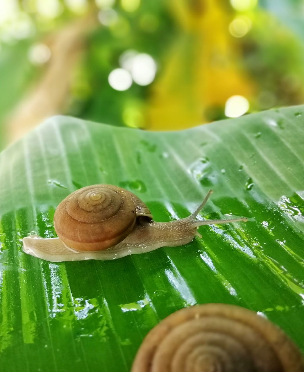 CLOSE-UP OF SNAIL ON A GREEN LEAF
