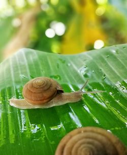 Close-up of snail on a leaf