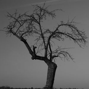 Low angle view of bare tree against clear sky