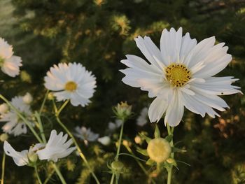 Close-up of white daisy flowers on field