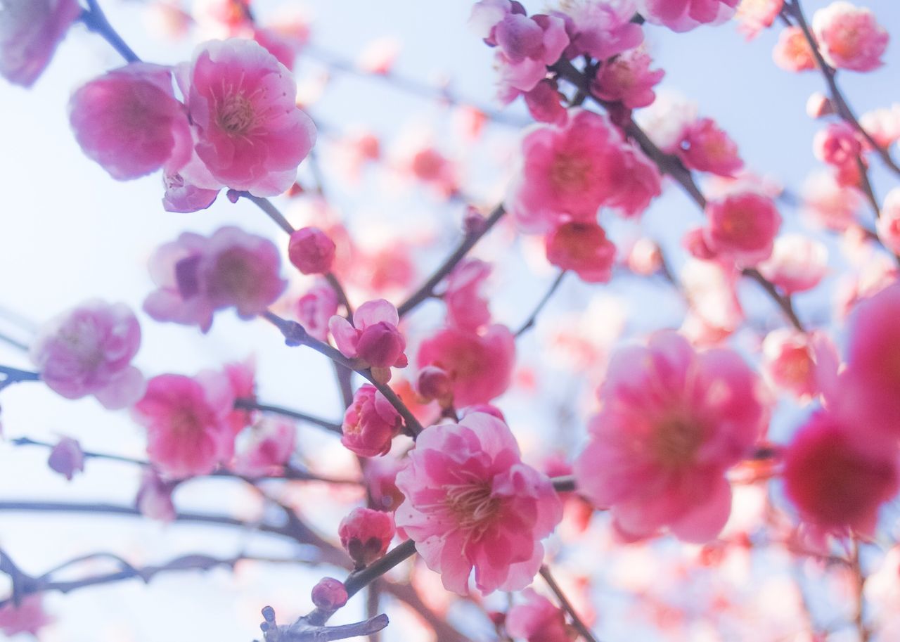 growth, nature, beauty in nature, freshness, fragility, tree, low angle view, flower, close-up, pink color, no people, branch, springtime, twig, outdoors, sky, day, plum blossom, flower head