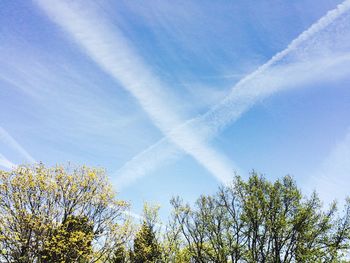 Low angle view of trees against blue sky