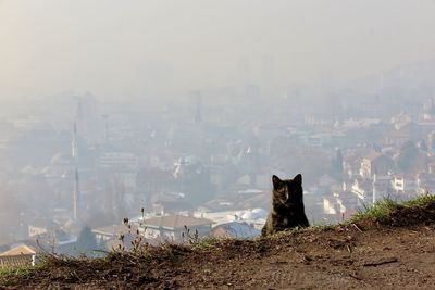 View of a cat looking through buildings