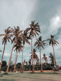 Palm trees on beach against sky