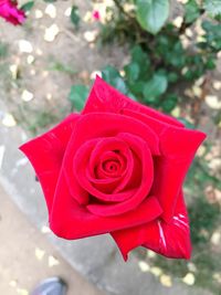 Close-up of red flower against blurred background