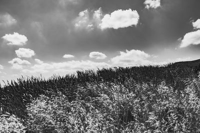 Plants on field against sky