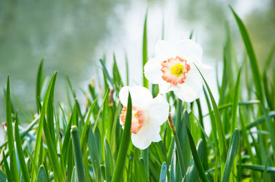 Close-up of white flowers