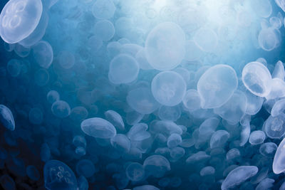 Full frame shot of jellyfish in sea