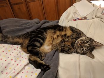 High angle view of cat sleeping on bed at home