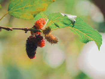 Close-up of red berries growing on tree