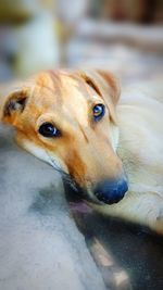 Close-up portrait of dog