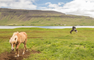 Horses in a field