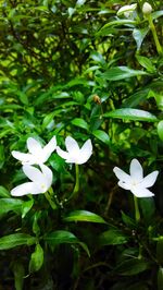 Close-up of white flowering plant