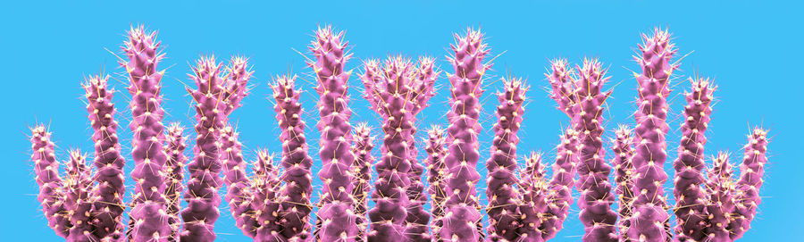 Low angle view of pink flowering plants against blue sky