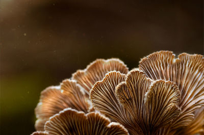 Close-up of mushrooms growing outdoors