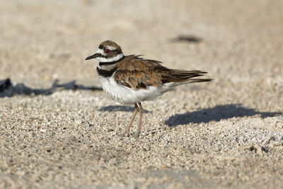 Side view of a bird on sand