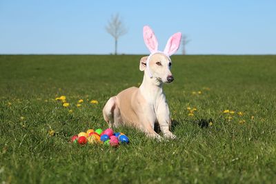 Dog running on field