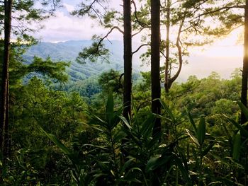 Scenic view of forest against sky