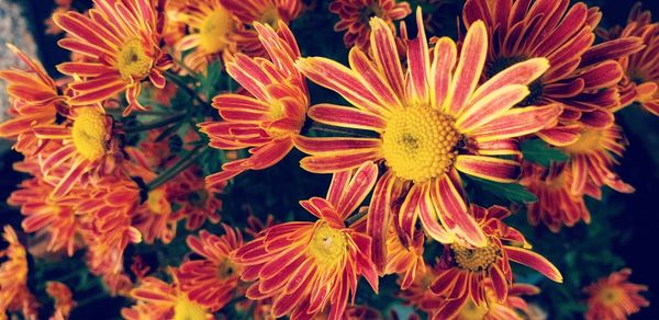 Close-up of orange flowering plant