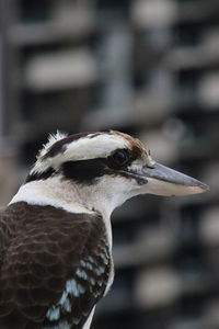 Close-up of bird