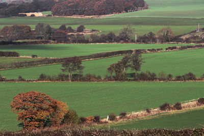 Scenic view of agricultural field