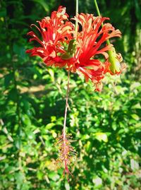 Close-up of red flowers