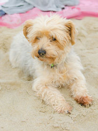 Portrait of dog relaxing outdoors