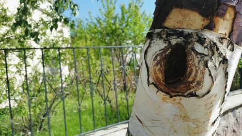 Close-up of tree trunk