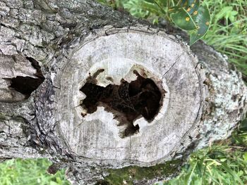 Close-up of a tree trunk