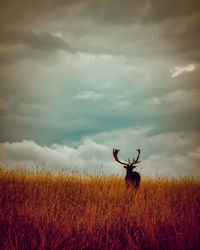 Deer on field against sky