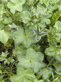 Full frame shot of wet leaves