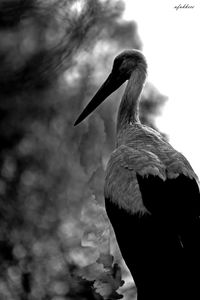 Low angle view of bird perching