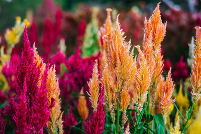 Close-up of fresh flowers blooming outdoors