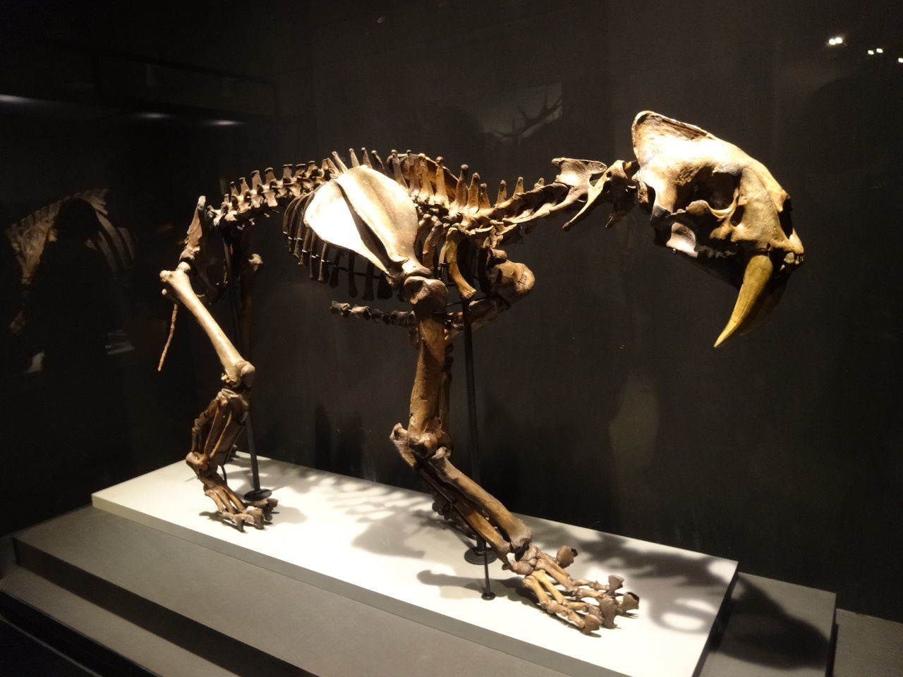 CLOSE-UP OF ANIMAL SKULL