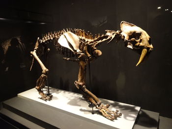 Close-up of animal skull in museum