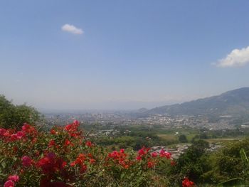 Scenic view of field against clear sky