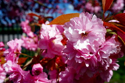 Close-up of pink cherry blossoms